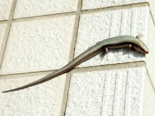 トカゲの種類日本7種の生息地や特徴など飼い方のポイントをまとめてみた! | 爬虫類探偵SPINの部屋