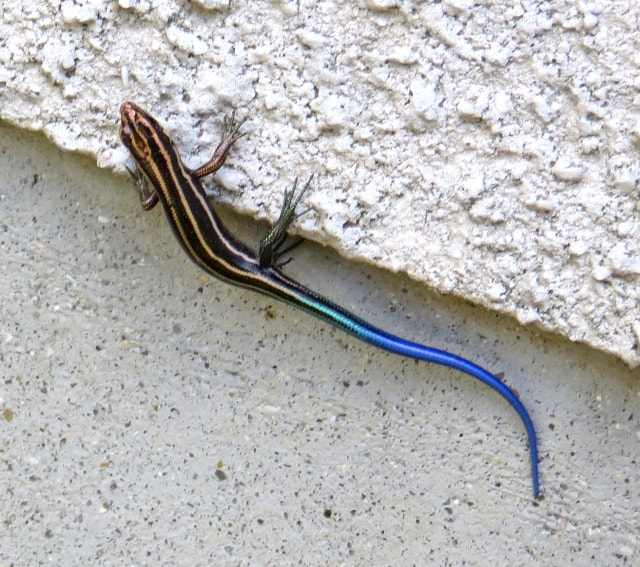 トカゲの種類日本7種の生息地や特徴など飼い方のポイントをまとめてみた 爬虫類探偵spinの部屋