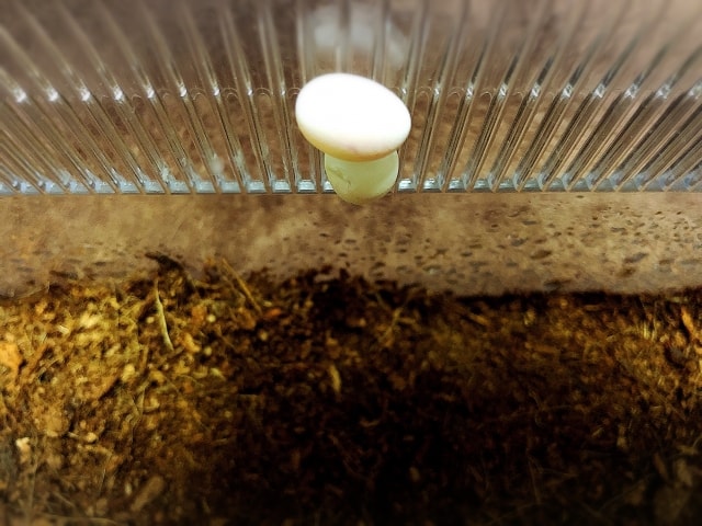 ヤモリの卵の育て方と産む場所や孵化に必要なアイテムとは？！ | 爬虫類探偵SPINの部屋