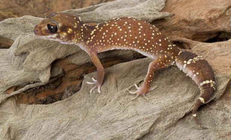 ヤモリの顔がかわいい種類7選！寿命や大きさ性格をまとめてみた！ | 爬虫類探偵SPINの部屋
