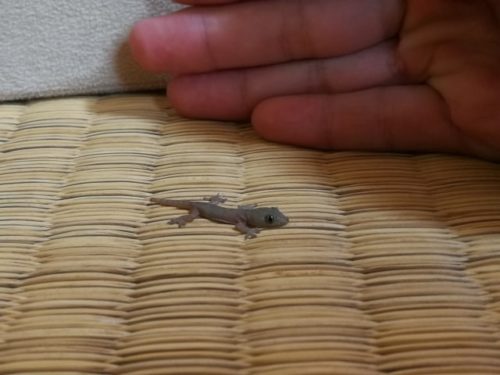 ヤモリの卵の育て方と産む場所や孵化に必要なアイテムとは？！ | 爬虫類探偵SPINの部屋