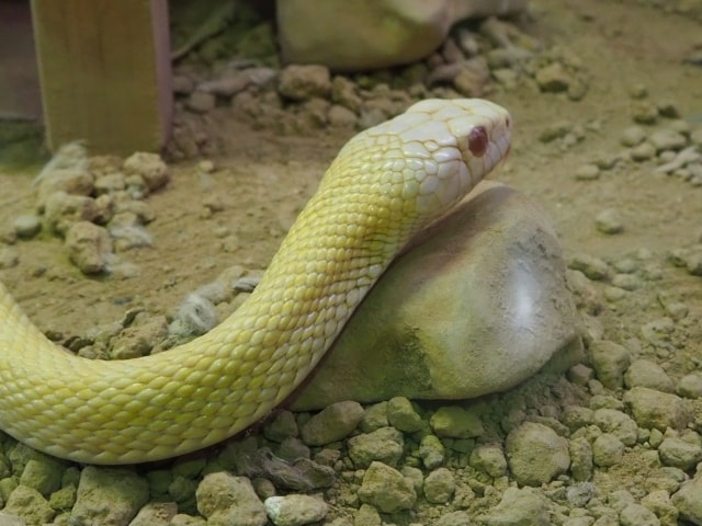 ヘビ