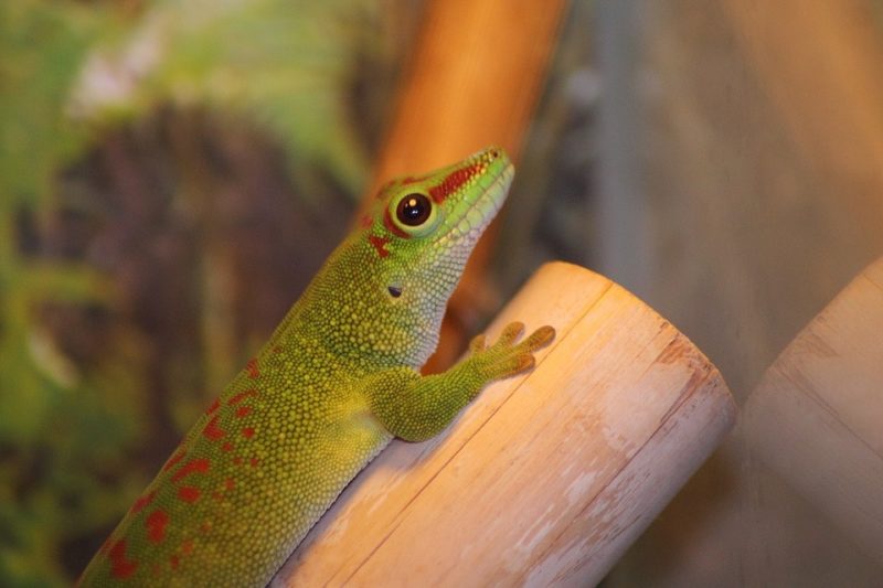 ヤモリの種類で初心者でも飼いやすい7種の特徴や大きさ寿命などのまとめ | 爬虫類探偵SPINの部屋