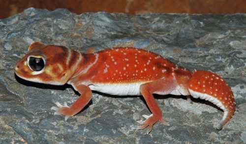 ヤモリの顔がかわいい種類7選！寿命や大きさ性格をまとめてみた！ | 爬虫類探偵SPINの部屋