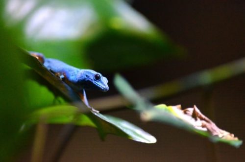 ヤモリの種類世界7種の特徴や大きさ寿命などをまとめてみた! | 爬虫類探偵SPINの部屋