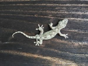 トカゲの種類日本7種の生息地や特徴など飼い方のポイントをまとめてみた! | 爬虫類探偵SPINの部屋