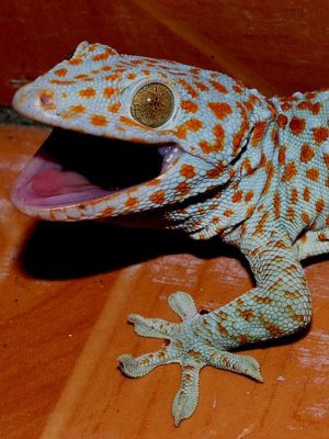 トッケイヤモリを飼育したい方必見!飼育方法などを詳しく解説! | 爬虫類探偵SPINの部屋