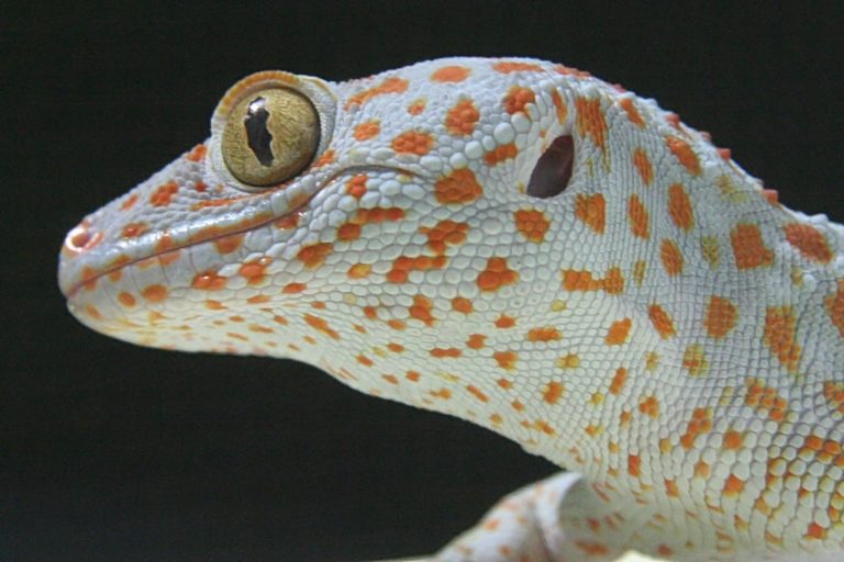 トッケイヤモリを飼育したい方必見!飼育方法などを詳しく解説! | 爬虫類探偵SPINの部屋