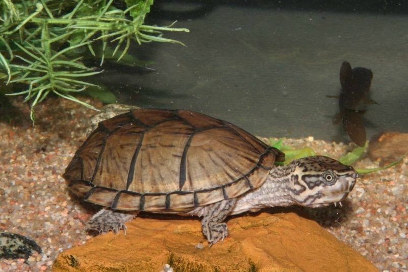 亀のかわいい種類7選!キュートなカメの特徴などをご紹介♪ | 爬虫類探偵SPINの部屋