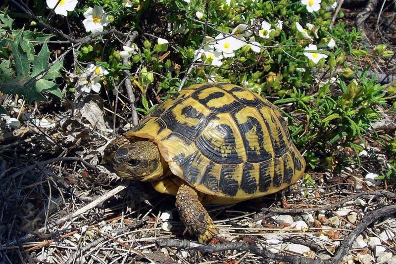 亀のかわいい種類7選!キュートなカメの特徴などをご紹介♪ | 爬虫類探偵SPINの部屋