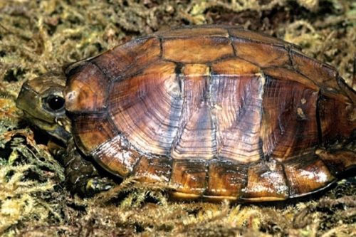 ハコガメ17種類の特徴や生態、寿命、値段などまとめてみた。 | 爬虫類探偵SPINの部屋