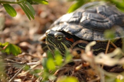 ミシシッピアカミミガメの寿命は？！緊急対策外来種に指定されたカメの特徴や生態 爬虫類探偵SPINの部屋