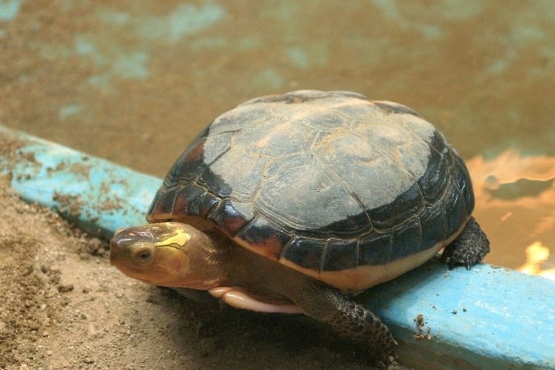 ハコガメ17種類の特徴や生態、寿命、値段などまとめてみた。 | 爬虫類探偵SPINの部屋