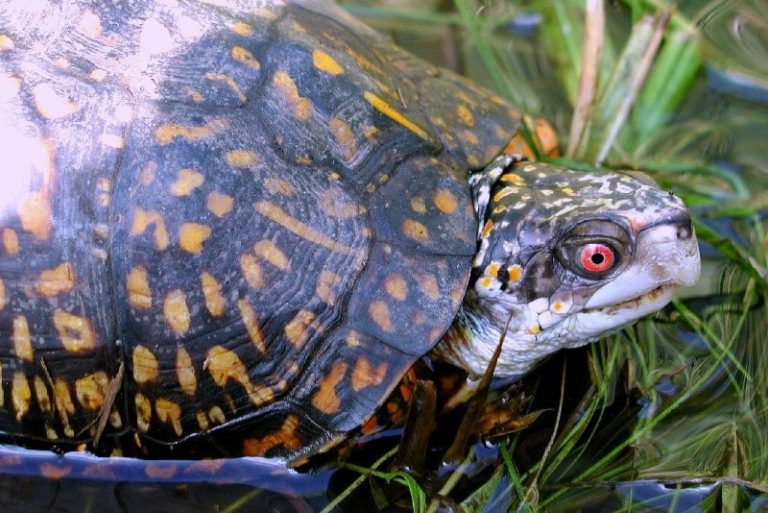 ハコガメ17種類の特徴や生態、寿命、値段などまとめてみた。 | 爬虫類探偵SPINの部屋