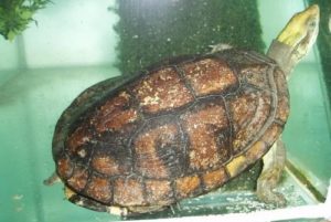ハコガメ17種類の特徴や生態、寿命、値段などまとめてみた。 | 爬虫類探偵SPINの部屋