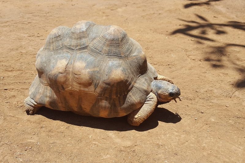 【ヘサキリクがメ】世界で最も絶滅に瀕したリクガメの特徴や生態! 爬虫類探偵SPINの部屋